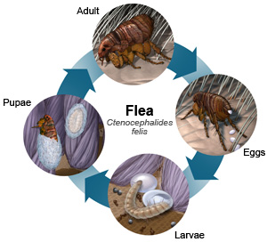 lrg_flea_cycle1